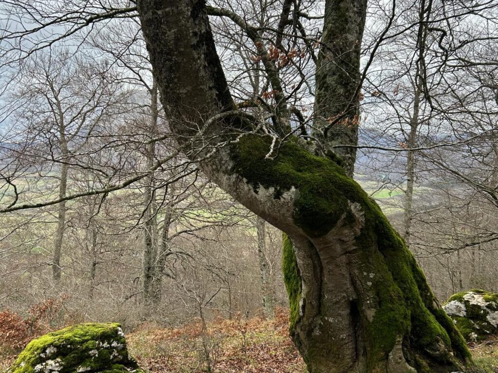 árbol en la naturaleza rural retiro creativo índigo