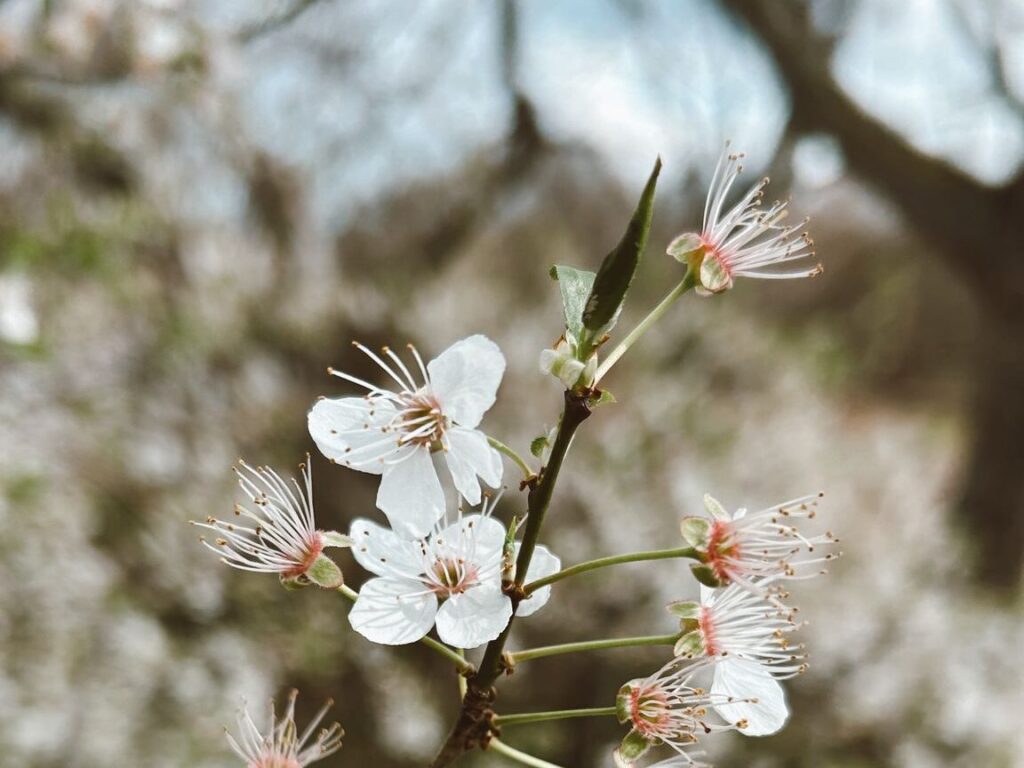 flor naturaleza retiro creativo índigo